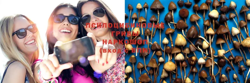 Псилоцибиновые грибы Psilocybe  Коммунар 